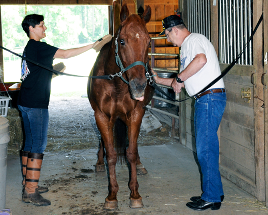 Horse-Brushing-2_Heroes-and-Horses