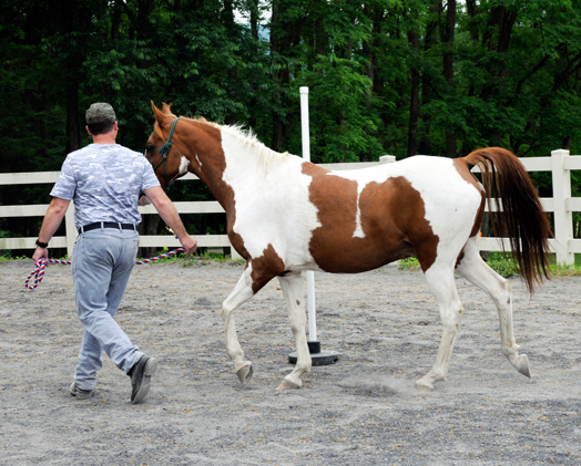 Walking-3_Heroes-and-Horses