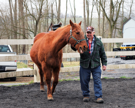 Walking_Heroes-and-Horses