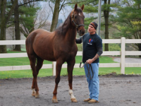 Man_Brown-horse_Heroes-and-Horses